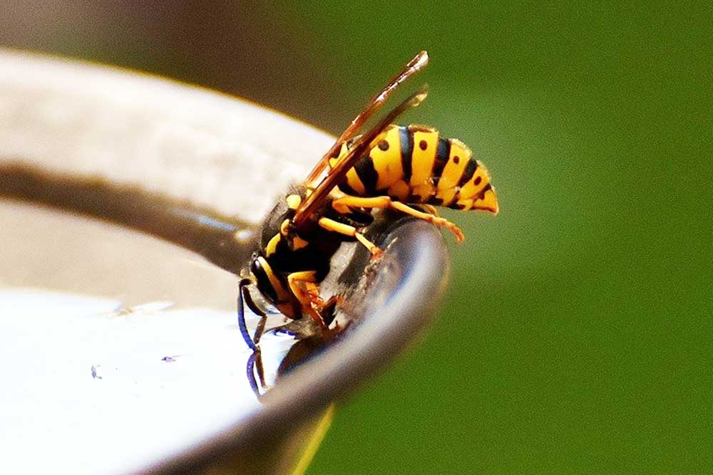 The Difference Between Bees and Wasps