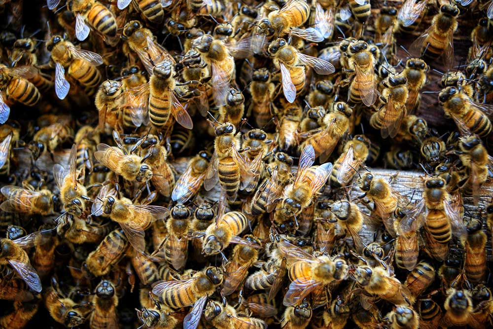 What are Africanized Honey Bees?