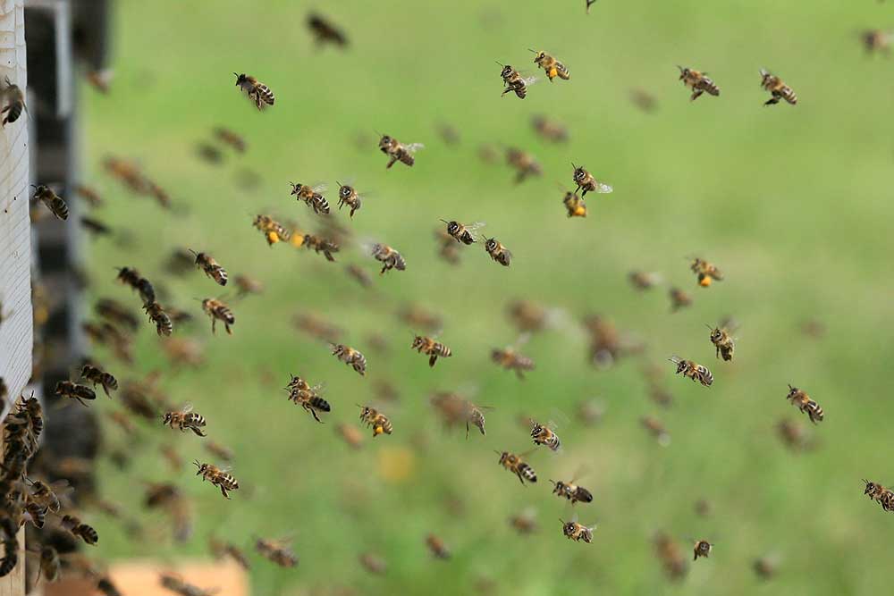 How to Discourage Honey Bees From Nesting in Your Home