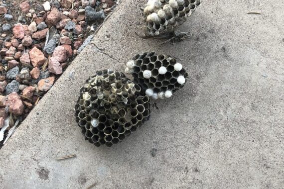 4 wasps nests and babies in Phoenix
