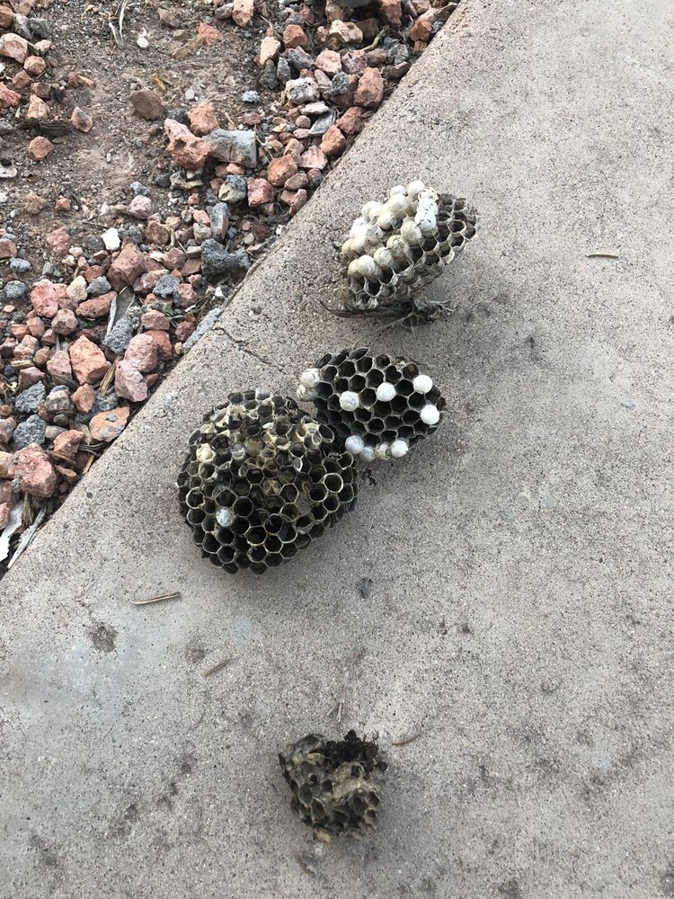 4 wasps nests and babies