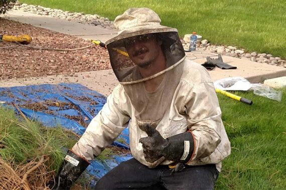 Bee Extermination and Control in Mesa Arizona