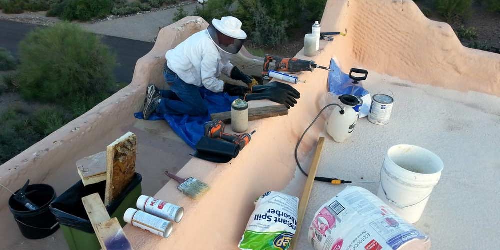 Bee Removal Repairs Arizona Bee Removal Repairs Arizona