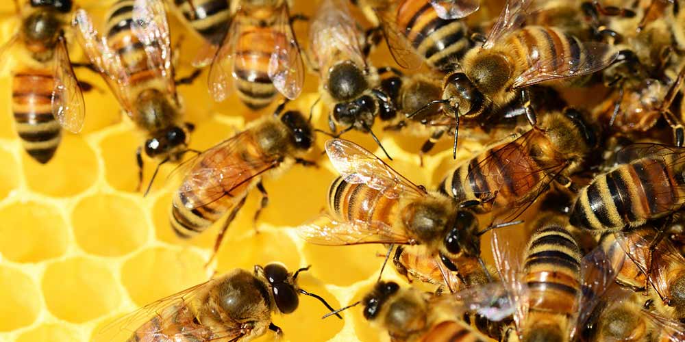 Bee Removal in Apache Junction AZ Bee Removal in Apache Junction AZ