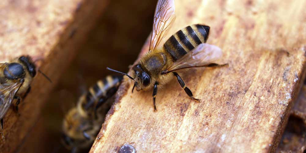 Bee Removal in Coolidge AZ Bee Removal in Coolidge AZ