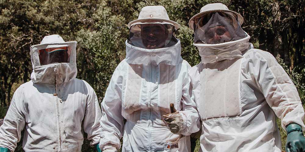 Bee Removal in Gilbert AZ
