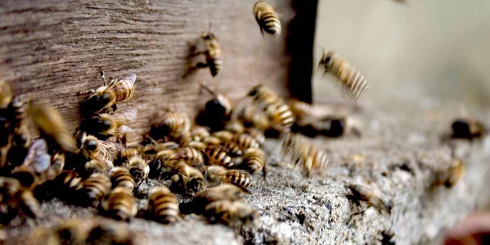 Bee Removal in San Tan Valley AZ Bee Removal in San Tan Valley AZ