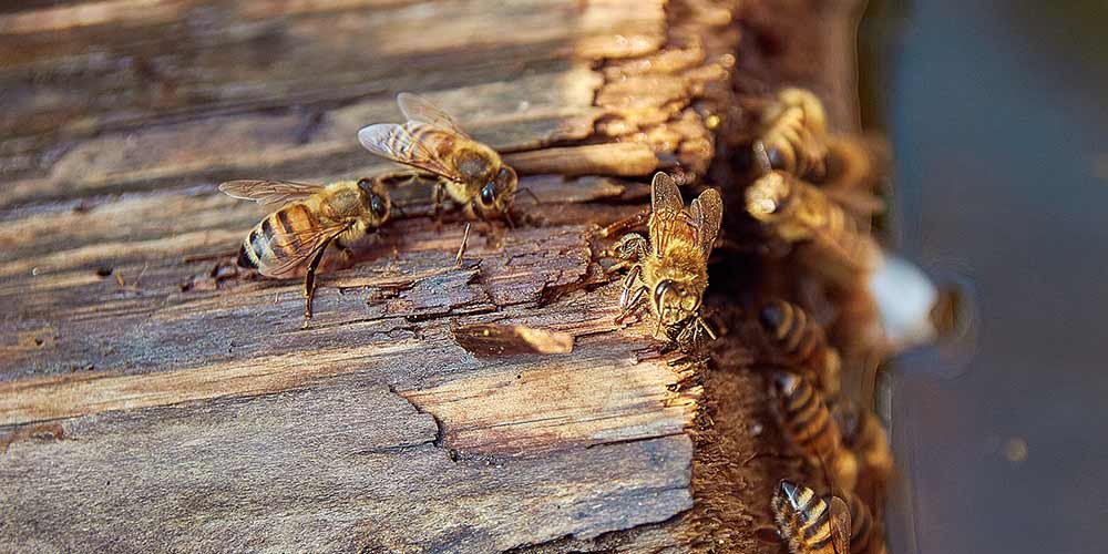 Bee Removal in Surprise AZ Bee Removal in Surprise AZ