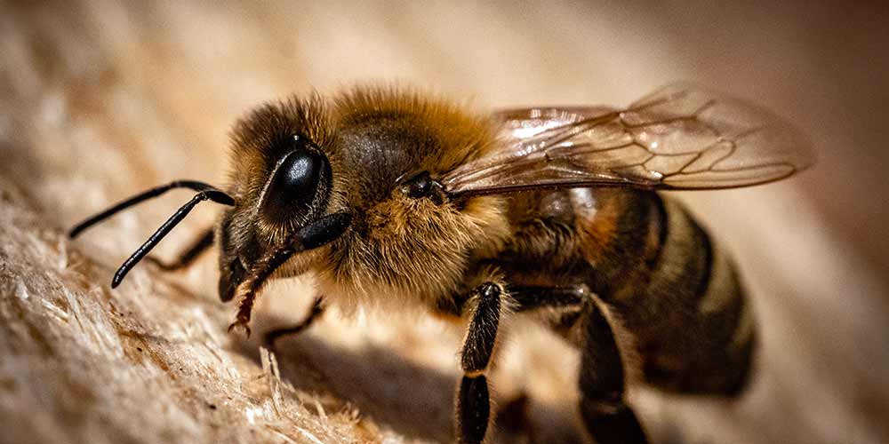 Bee Removal in Tempe AZ