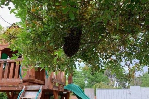 Swarm Removal from tree in Phoenix