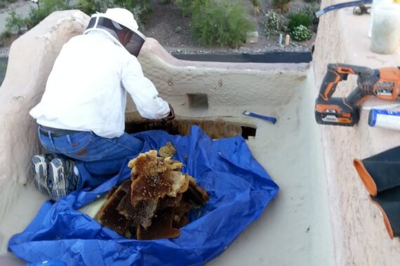 Home Bee Proofing in Scottsdale