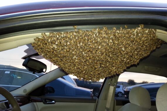 Live Bee Removal from a Car