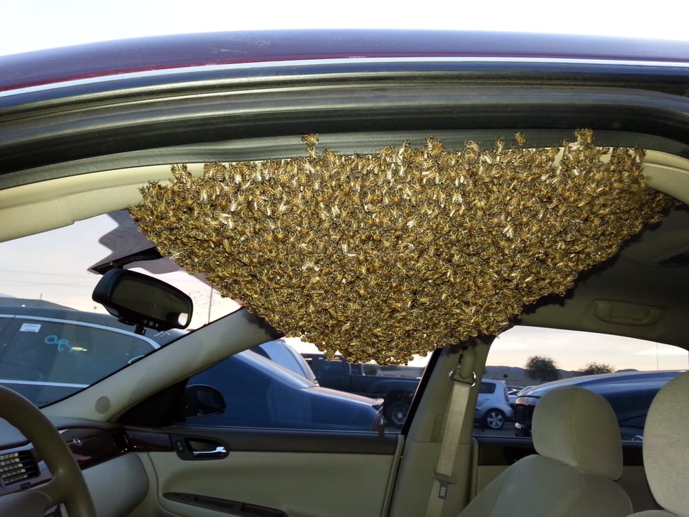 Live Bee Removal from a Car