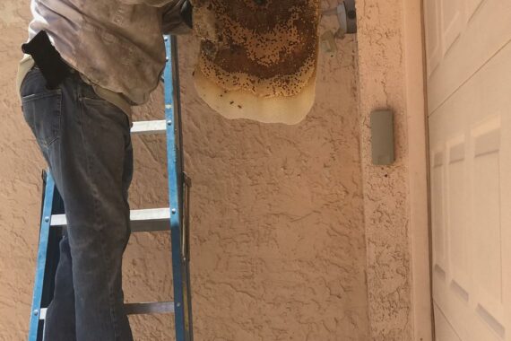Honeycomb Removal in Mesa Arizona