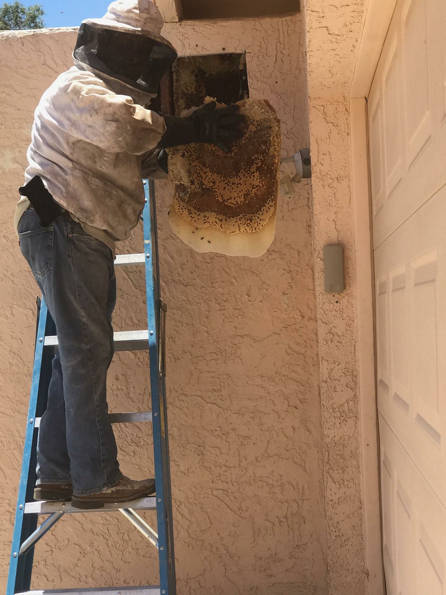 beehive removal in mesa