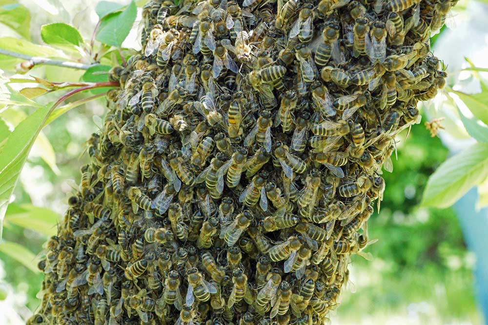 Why do Bees Swarm