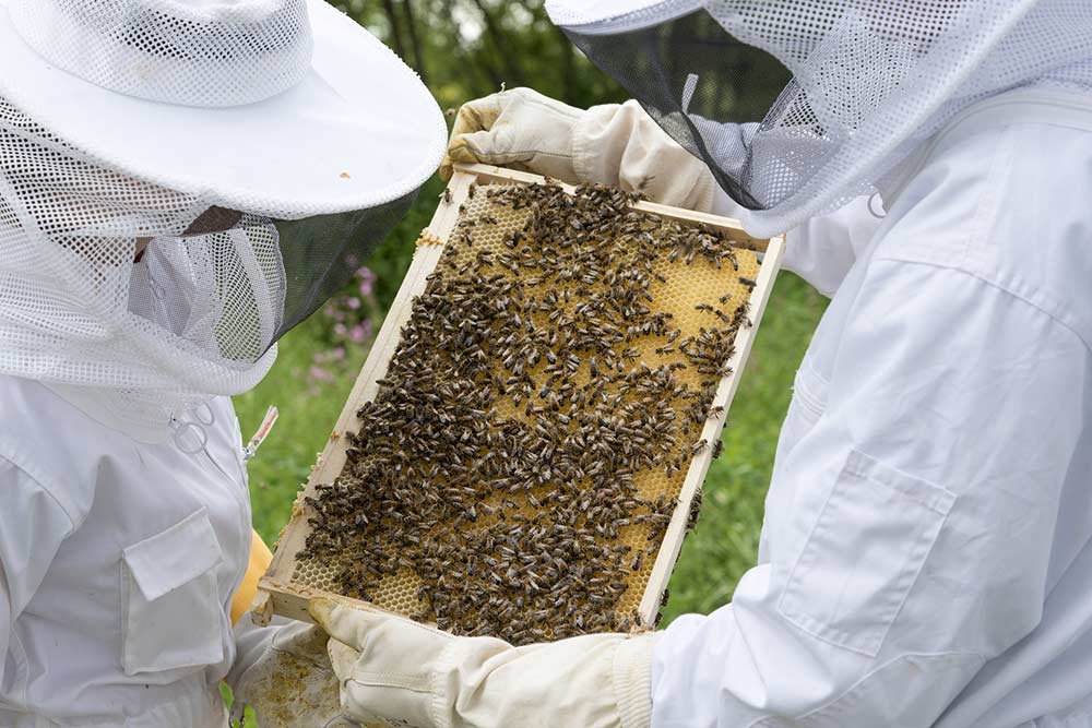 The Importance of Beekeepers & How They Keep Honeybees Safe