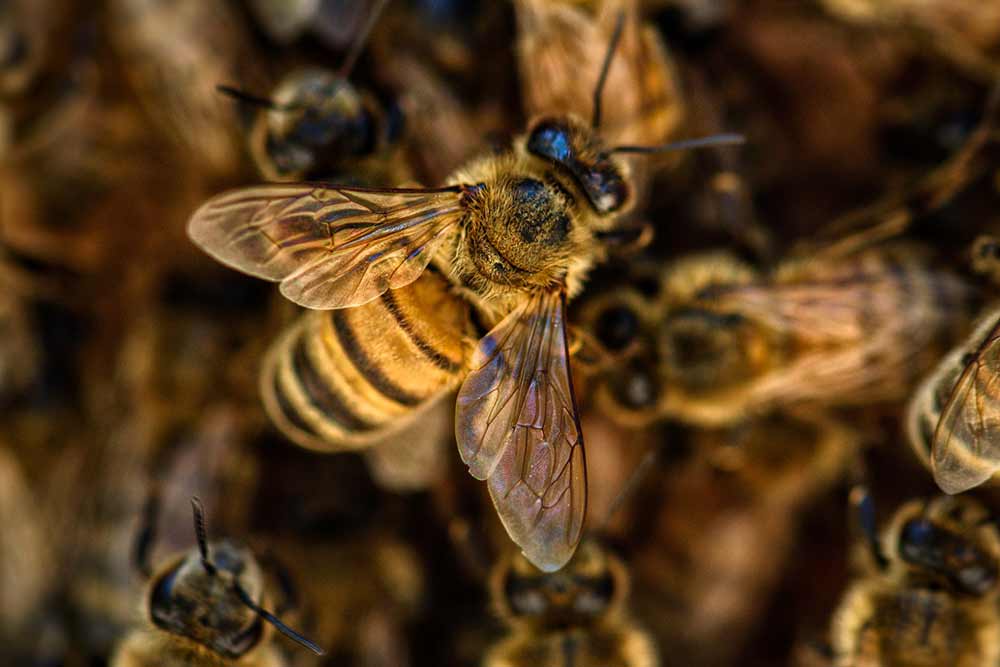 Is That a Honey Bee Hive Around Your Home?