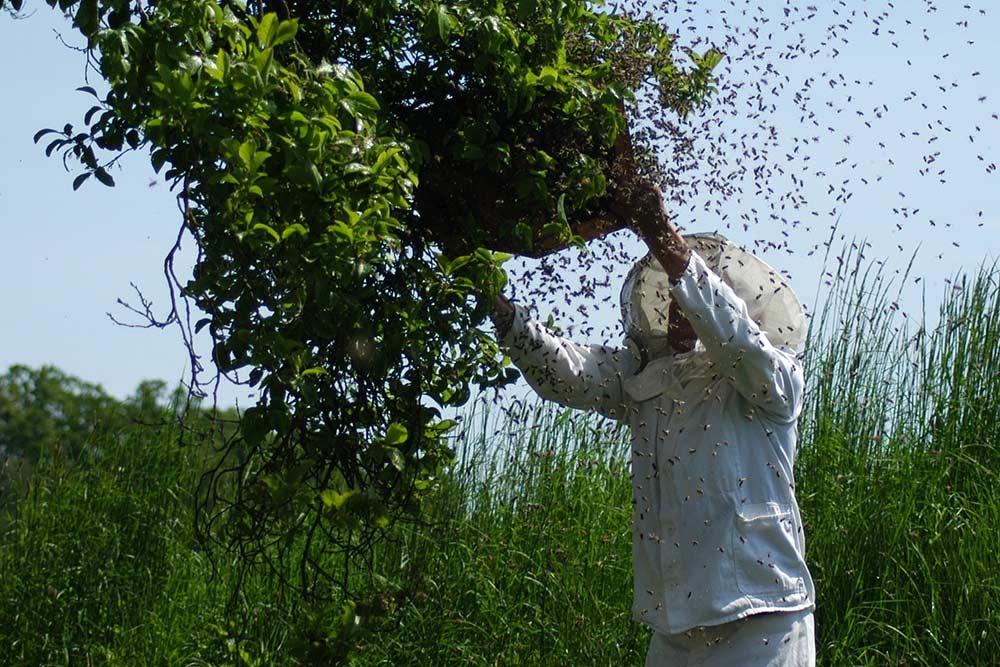 Why Do Beekeepers Charge to Remove Bees