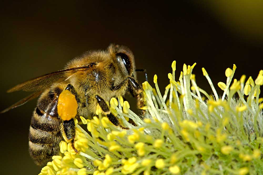 Why You Shouldn’t Kill Bees