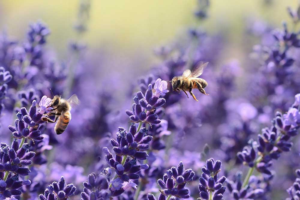 5 Natural Bee Repellents
