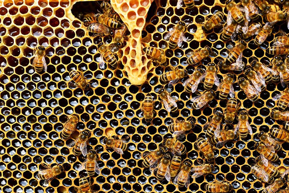 The Risks from Failing to Address a Bee Hive Infestation