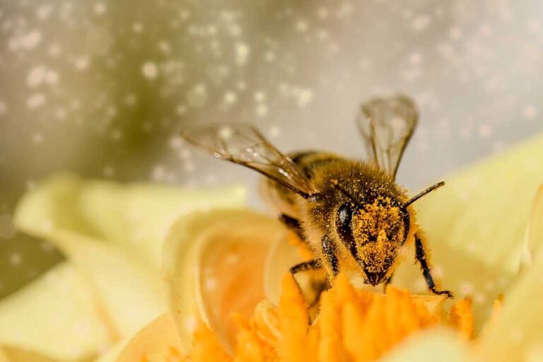 4 Ways Bees Benefit Our Environment - Bee Removal Mesa AZ