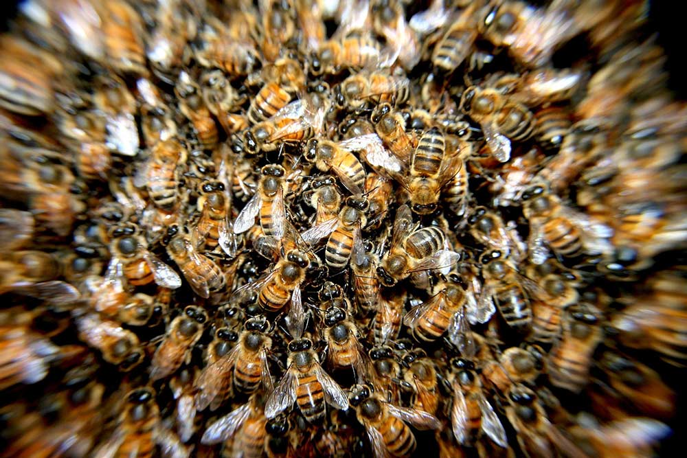 Do Bees Hibernate in the Winter?