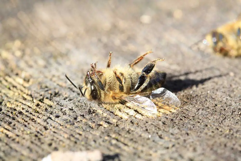 Wasp Spray to Kill Bees?