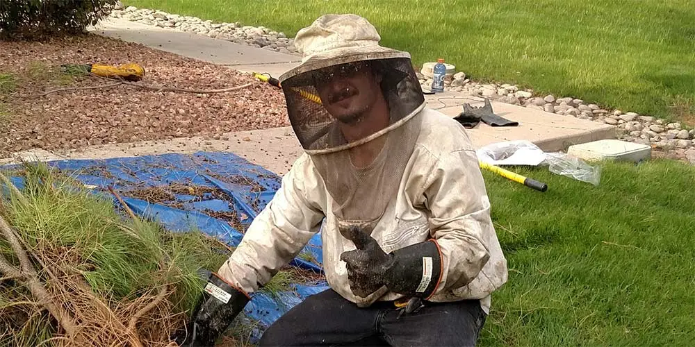 Bee Extermination and Control in Mesa Arizona