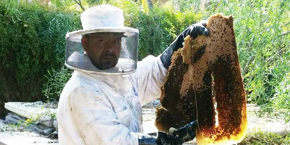 Bee Honeycomb Removal Services