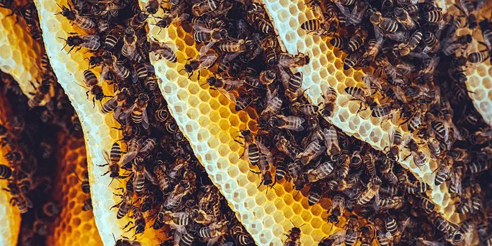 Bee Removal in Anthem AZ