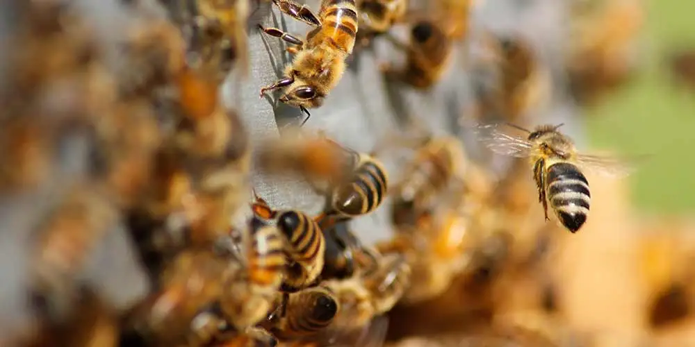 Bee Removal in Avondale AZ