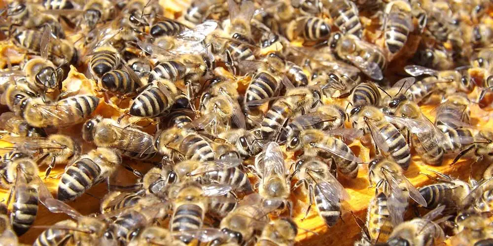 Bee Removal in Casa Grande AZ