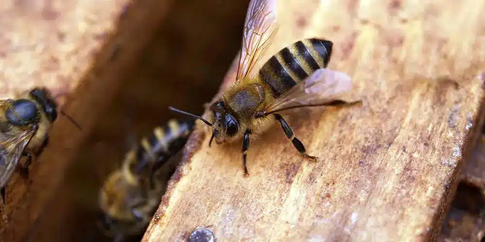 Bee Removal in Coolidge AZ