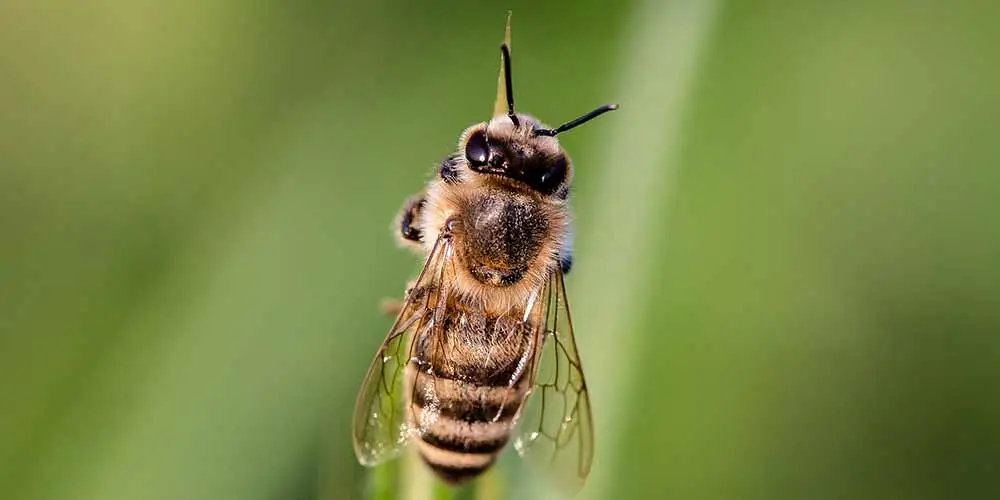 Bee Removal in Florence AZ