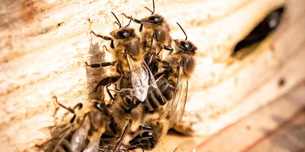 Bee Removal in Laveen AZ