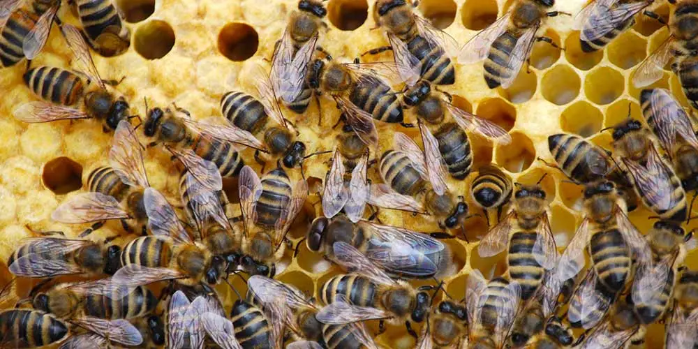 Emergency Bumble Bee Nest Relocation!