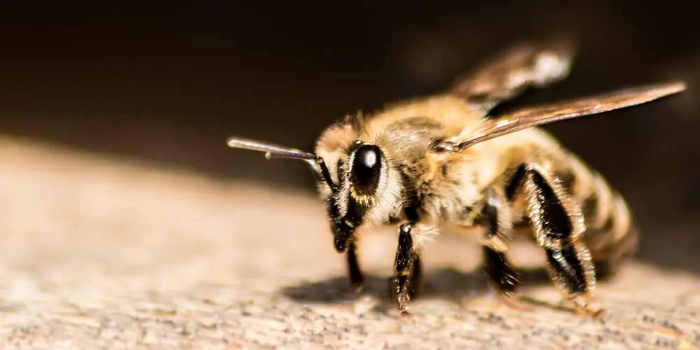 Bee Removal in Paradise Valley AZ
