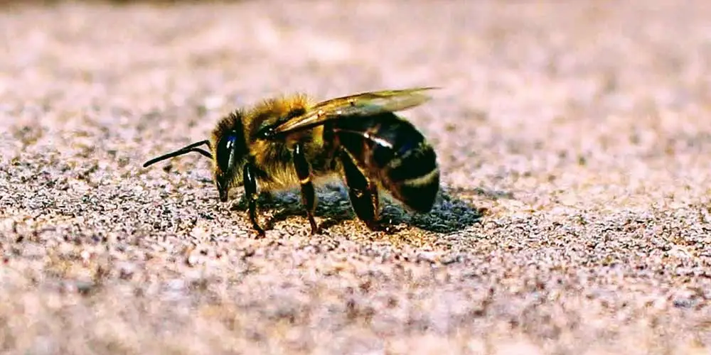 Bee Removal in Queen Creek AZ