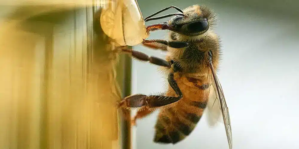 Bee Removal in Sun City West AZ