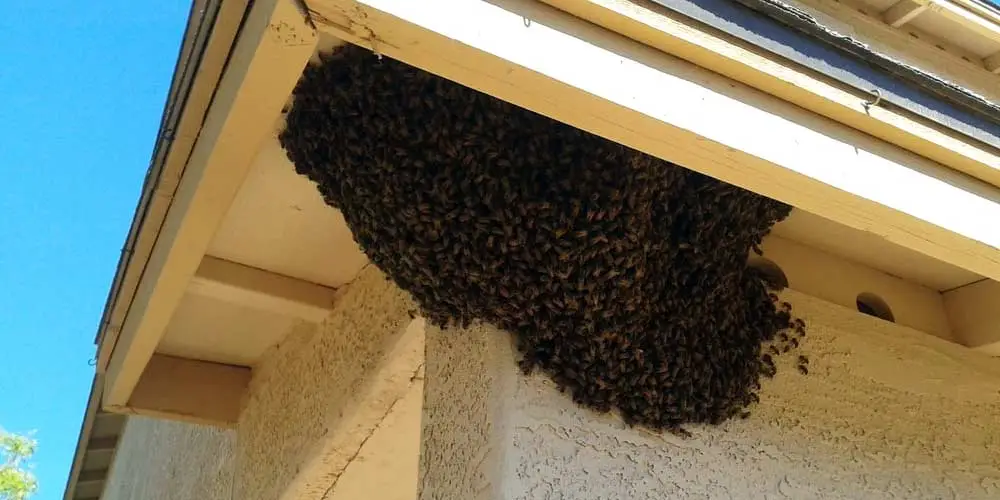 Bee Swarm Removal Services