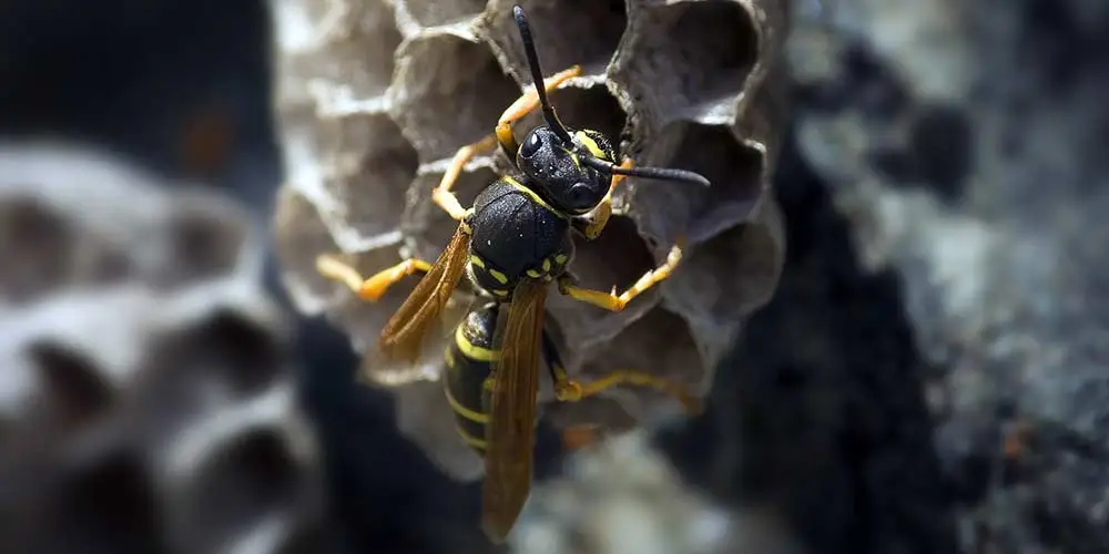 Wasp Hornet Removal Arizona