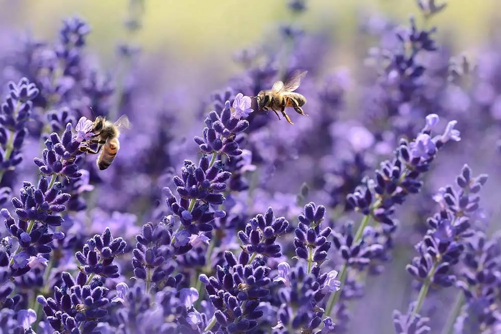 Does a Rainy Phoenix Winter increase Bee Activity in the Spring and Summer?