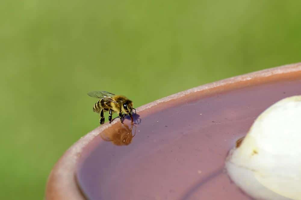 Bee Drinking Water