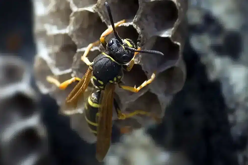 Wasp Removal Arizona