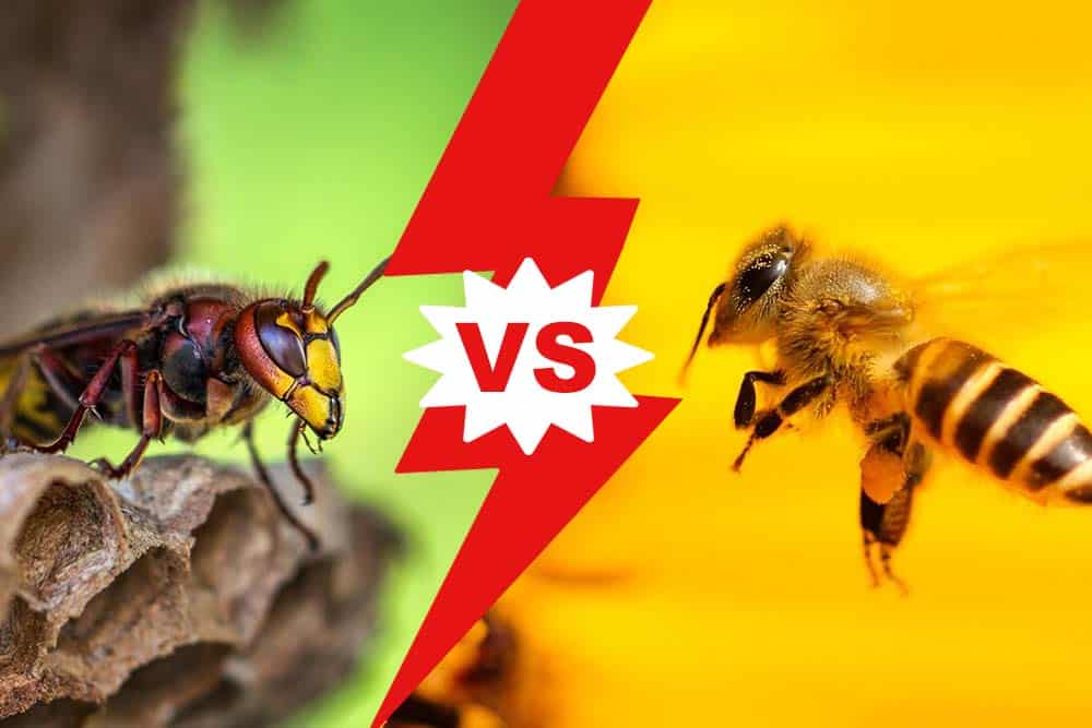 Wasp Vs Hornet Sting