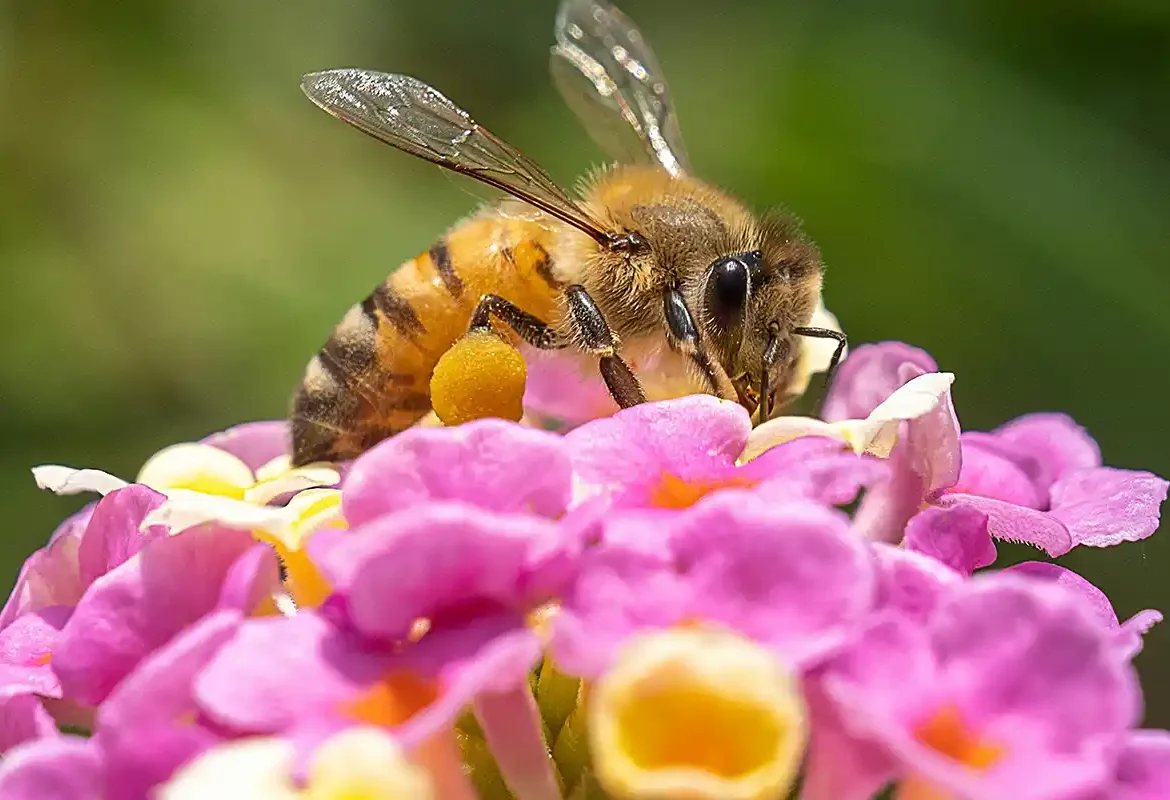 Honey Bee on a desert flower