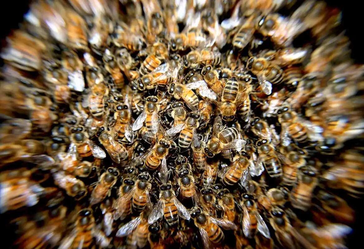 Killer Bees Swarm