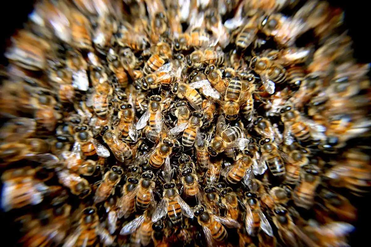 Killer Bees Swarm